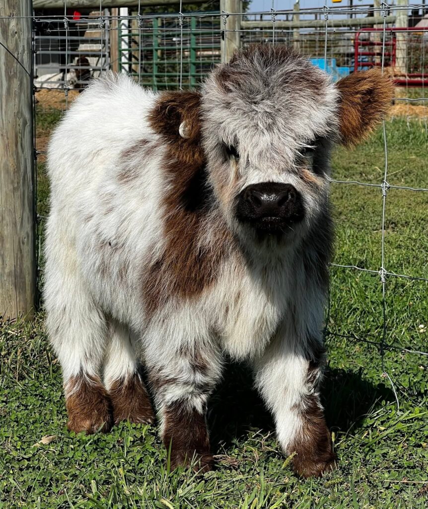 Mini highland cows